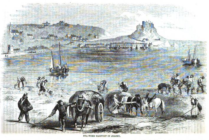 Sea-weed harvest in Jersey