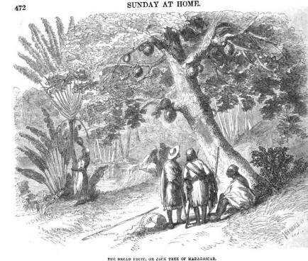 The Bread Fruit, or Jack Tree of Madagascar, 1859